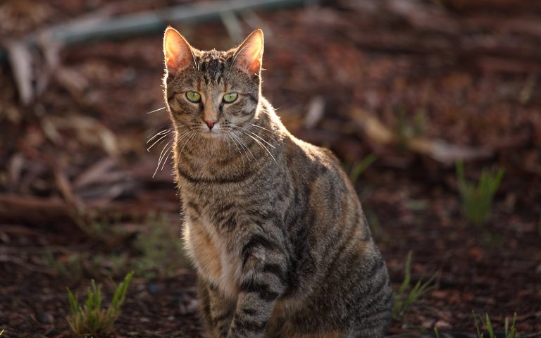 The Problem of Feral Cats
